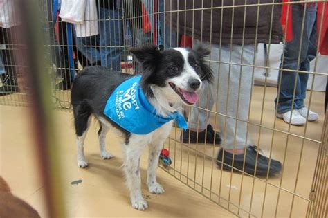 petfinder long island ny|long island dog adoption centers.